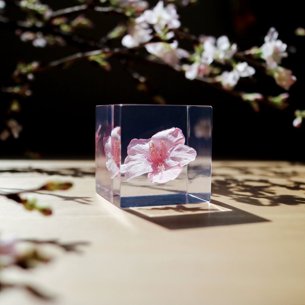 Sakura Sola Cube - Kawazuzakura