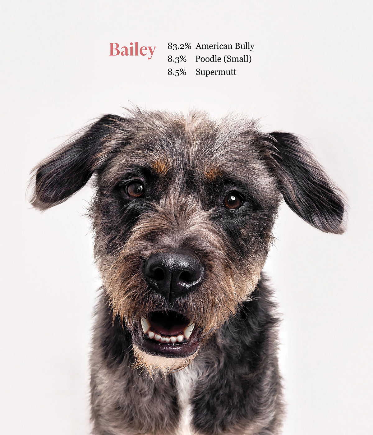 What Kind of Dog is That? - PREORDER