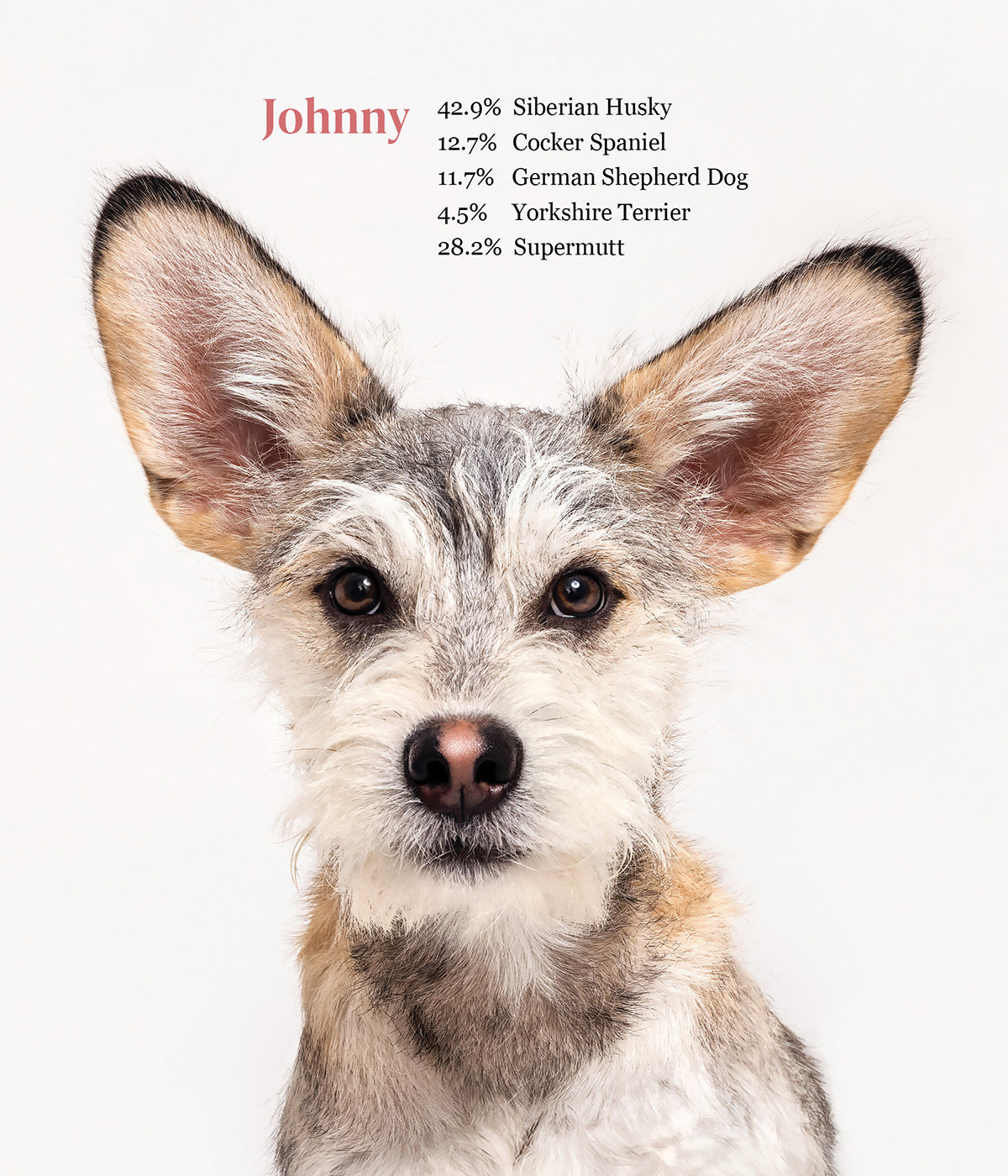 What Kind of Dog is That? - PREORDER