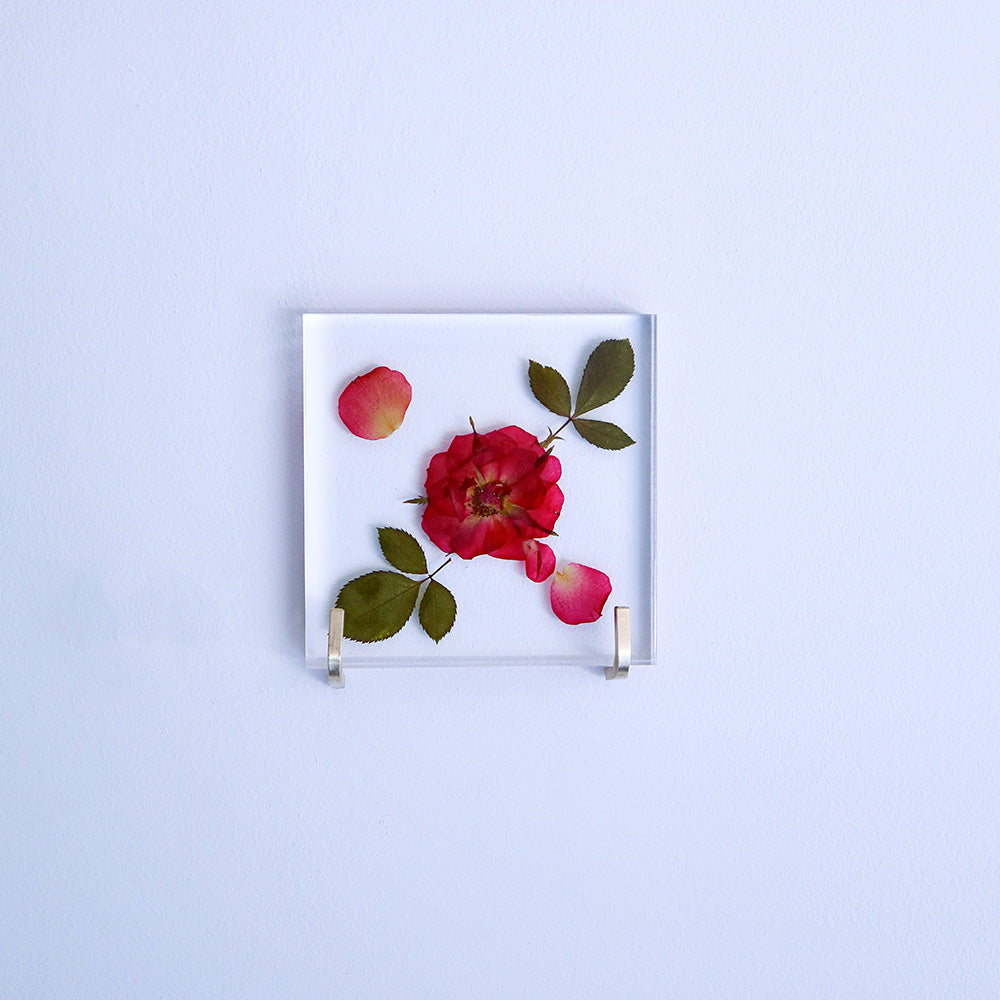 Rose Sola TIle - Large