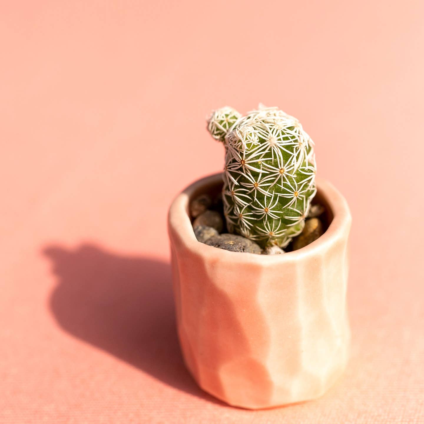 Mini Cactus Kit with Handmade Ceramic Vase
