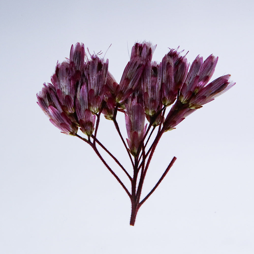Fragrant Eupatorium Sola Tile