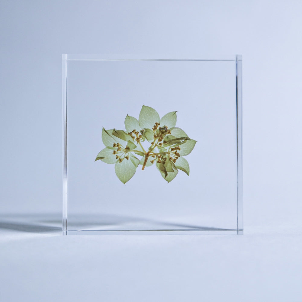 Hare's Ear Sola Tile