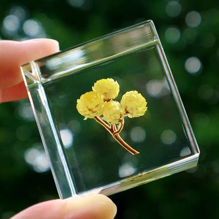 Immortelle Sola Cube
