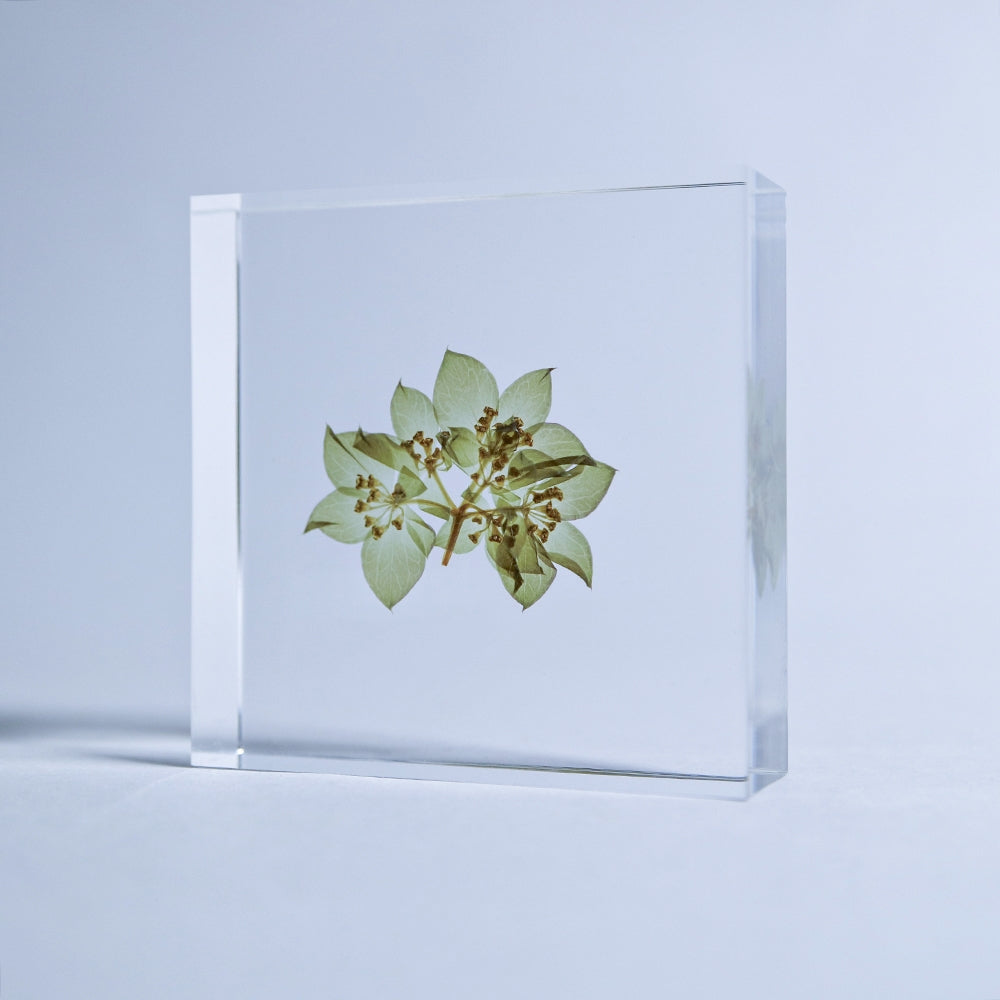 Hare's Ear Sola Tile