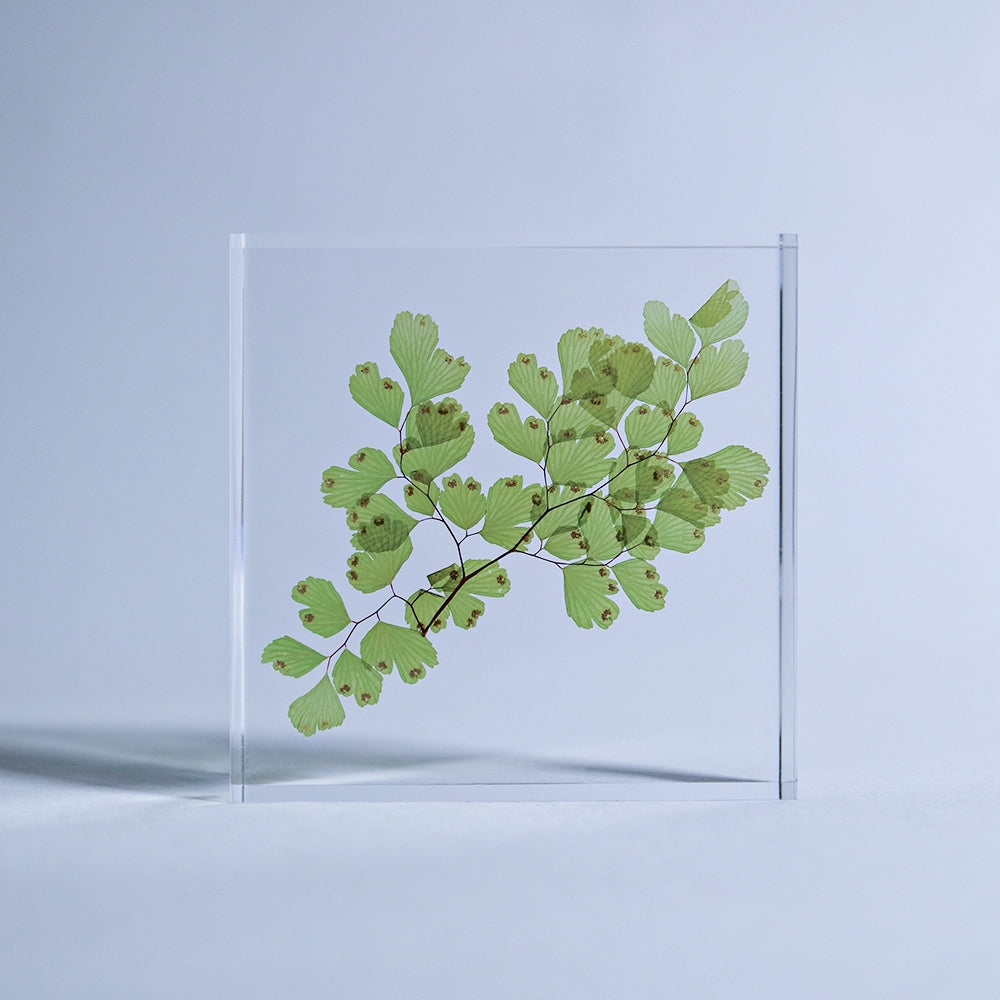 Adiantum Sp Sola Tile