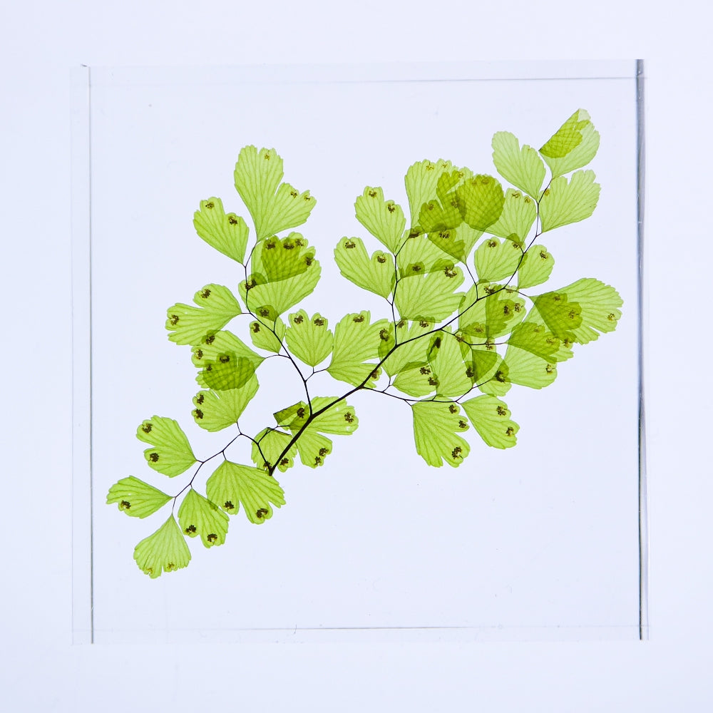 Adiantum Sp Sola Tile