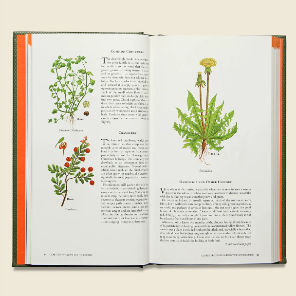 How to Stay Alive in the Woods Hachette Book Group
