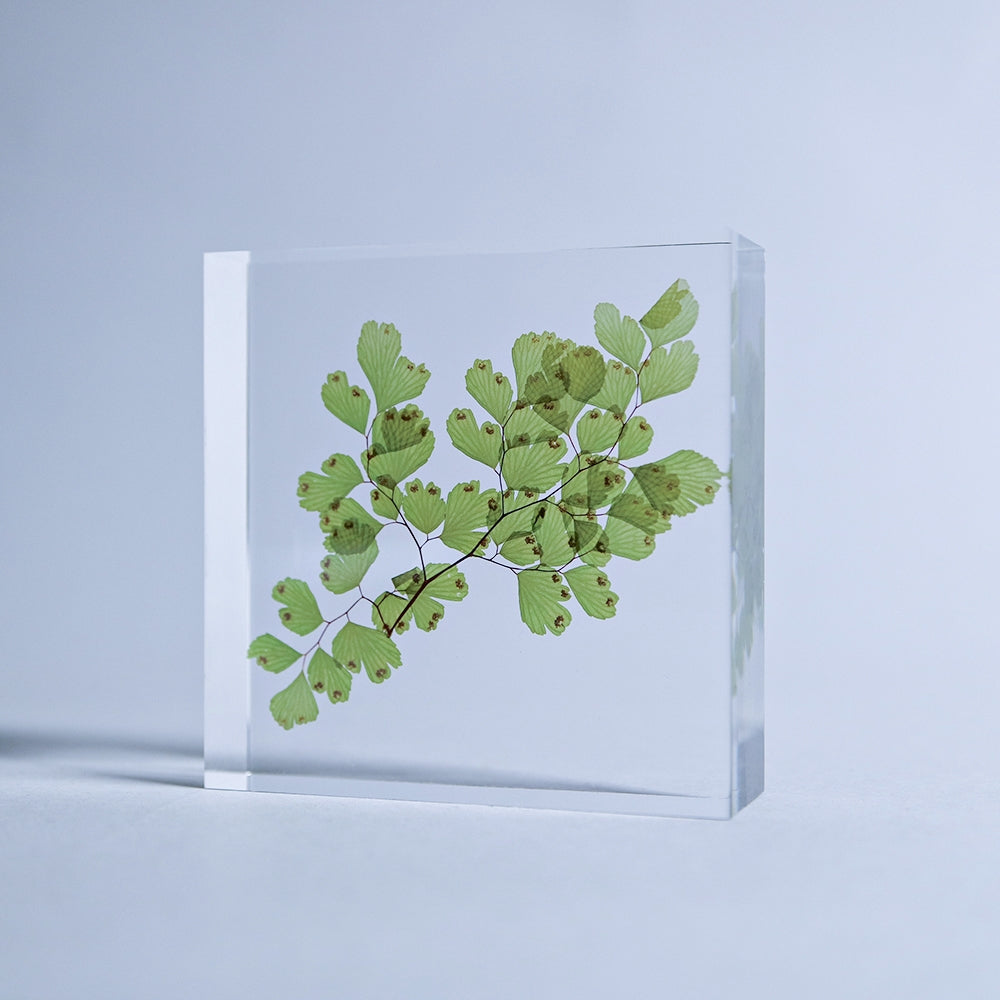 Adiantum Sp Sola Tile