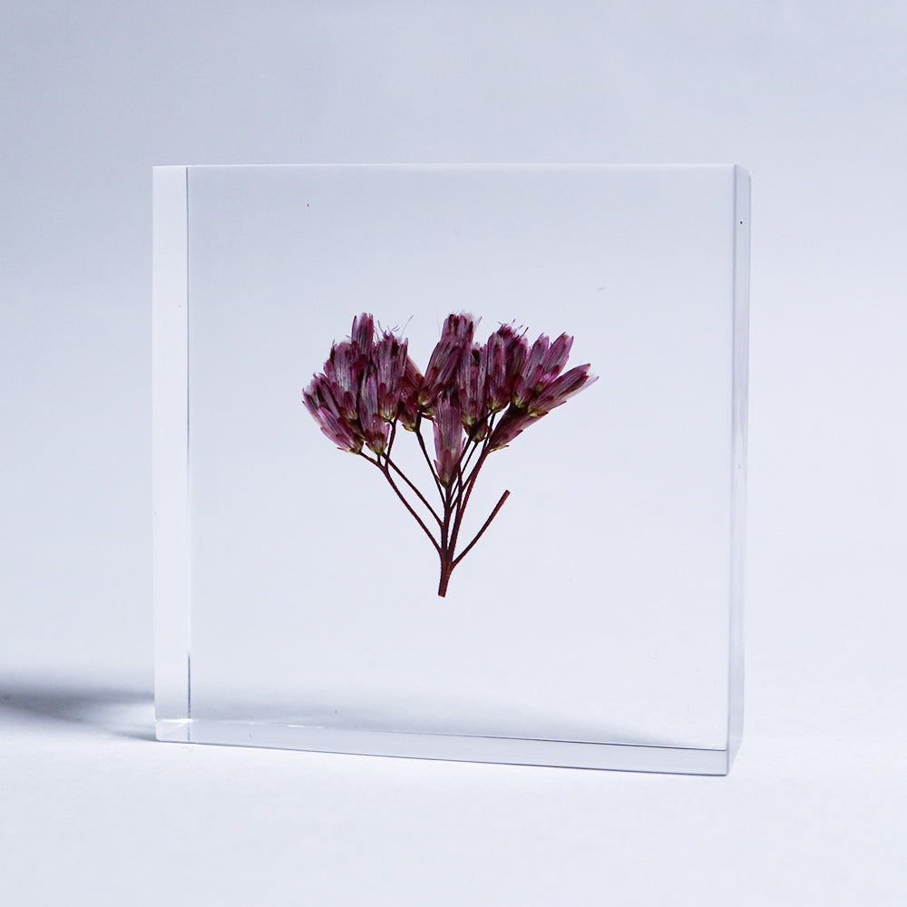 Fragrant Eupatorium Sola Tile