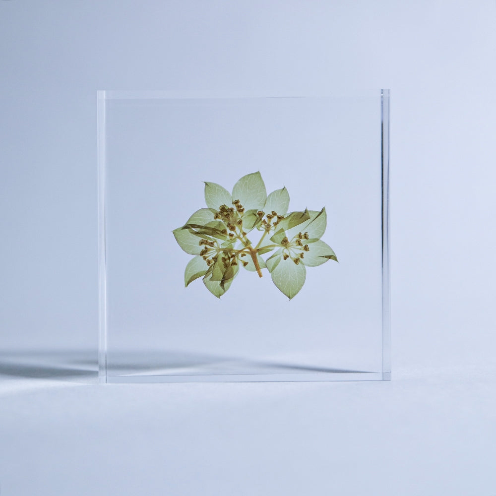 Hare's Ear Sola Tile