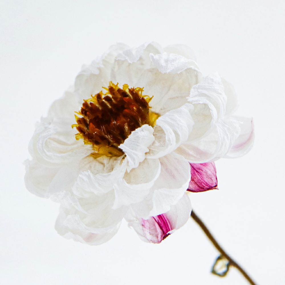 Chamomile Sunray Sola Cube