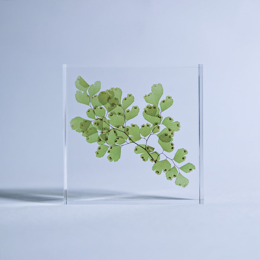 Adiantum Sp Sola Tile