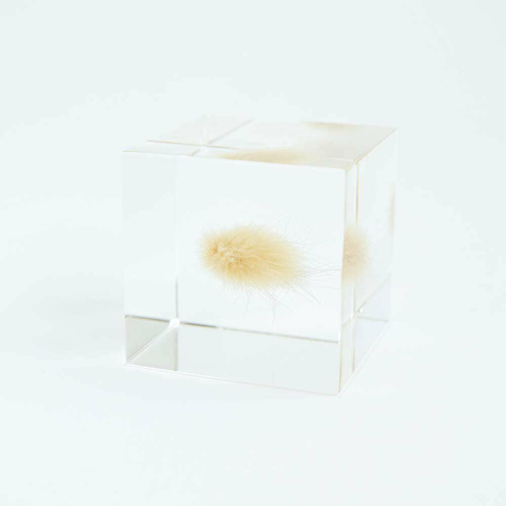 Bunnytail Grass Sola Cube