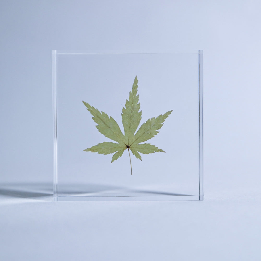 Japanese Maple Sola Tile