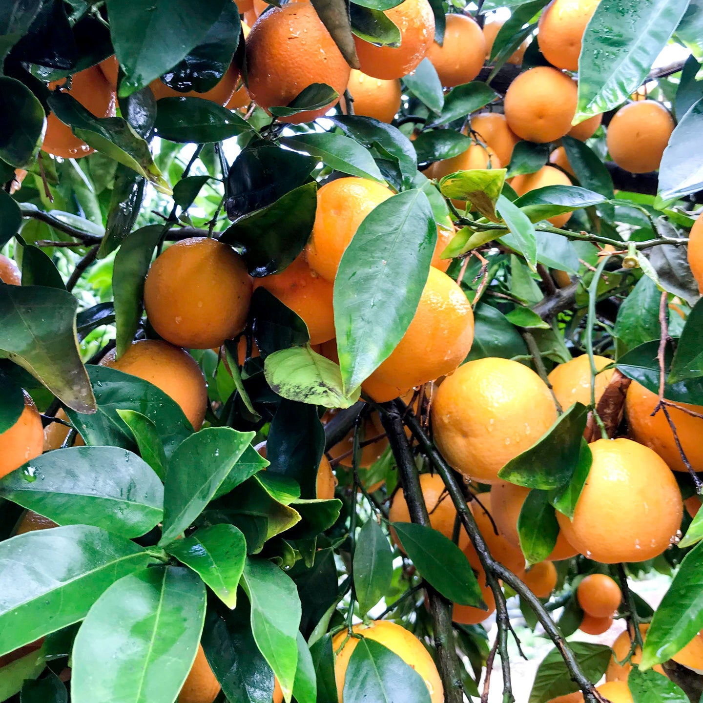 Orange Marmalade Arlington Garden