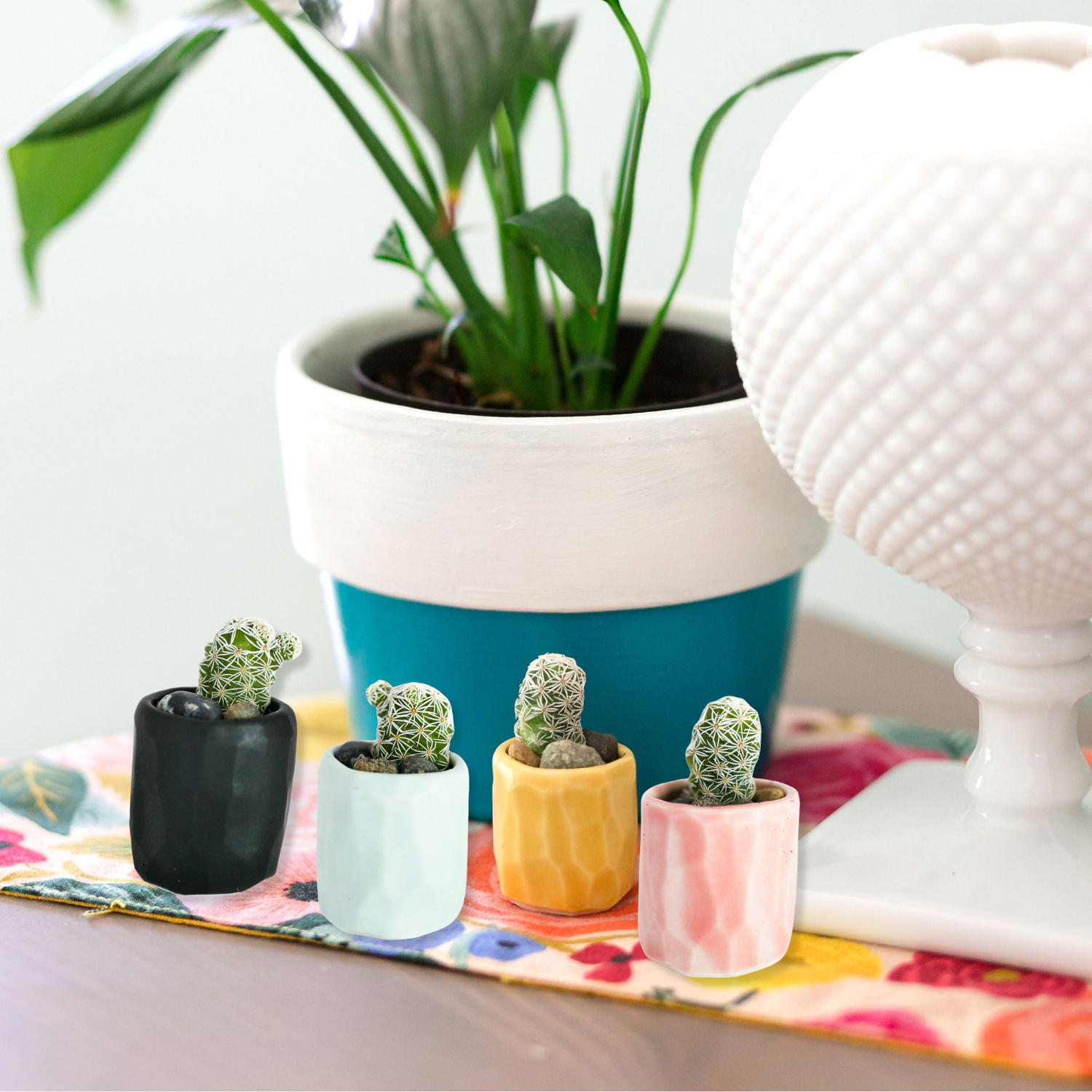 Mini Cactus Kit with Handmade Ceramic Vase