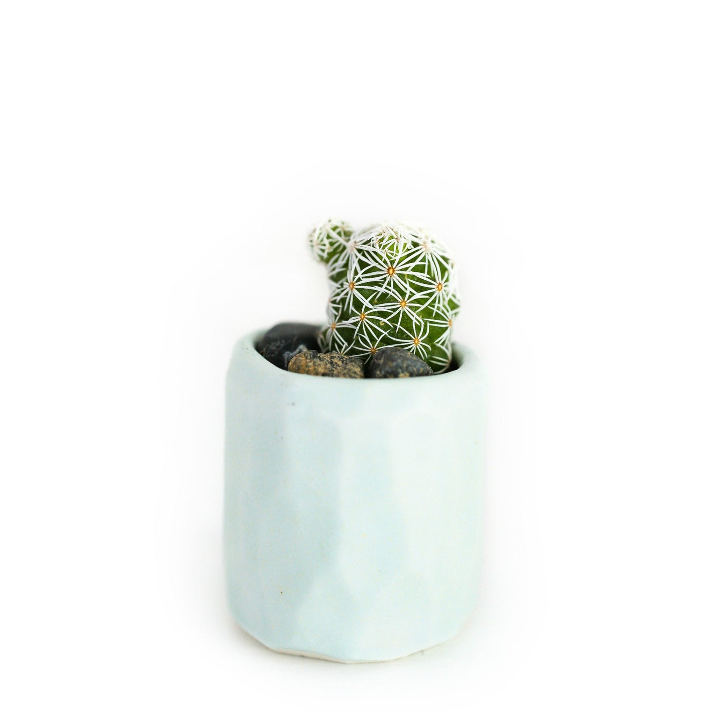 Mini Cactus Kit with Handmade Ceramic Vase