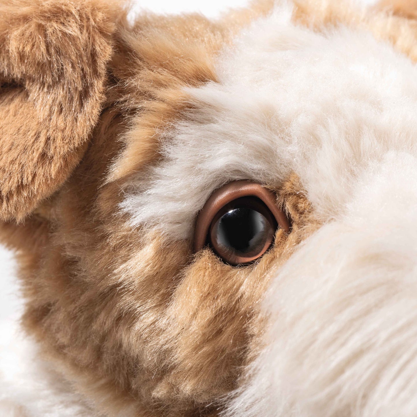 Foxy Fox Terrier Dog