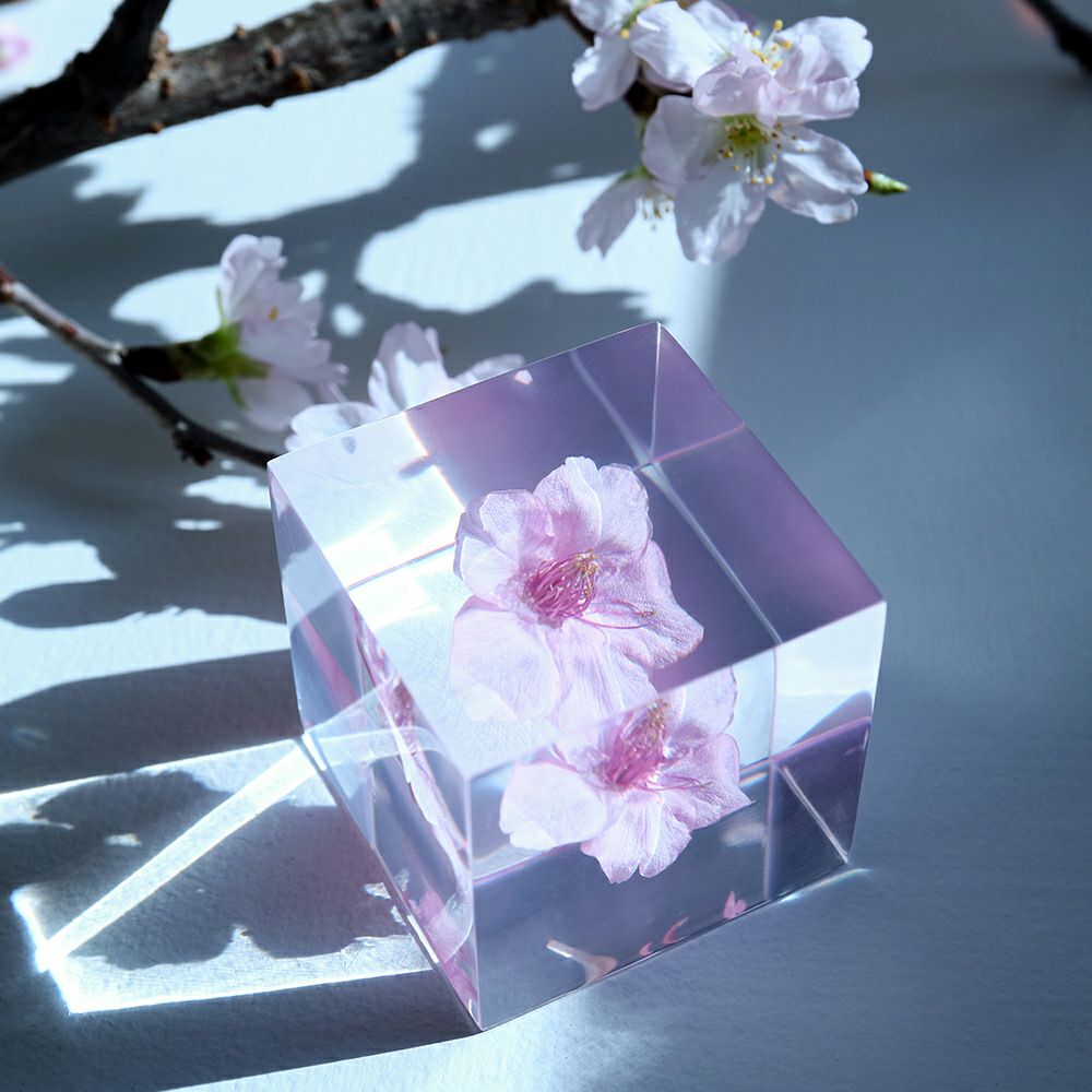 Sakura Sola Cube - Kawazuzakura