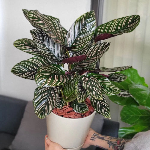 Load image 1 in gallery view. 4" Calathea Pink Pinstripe