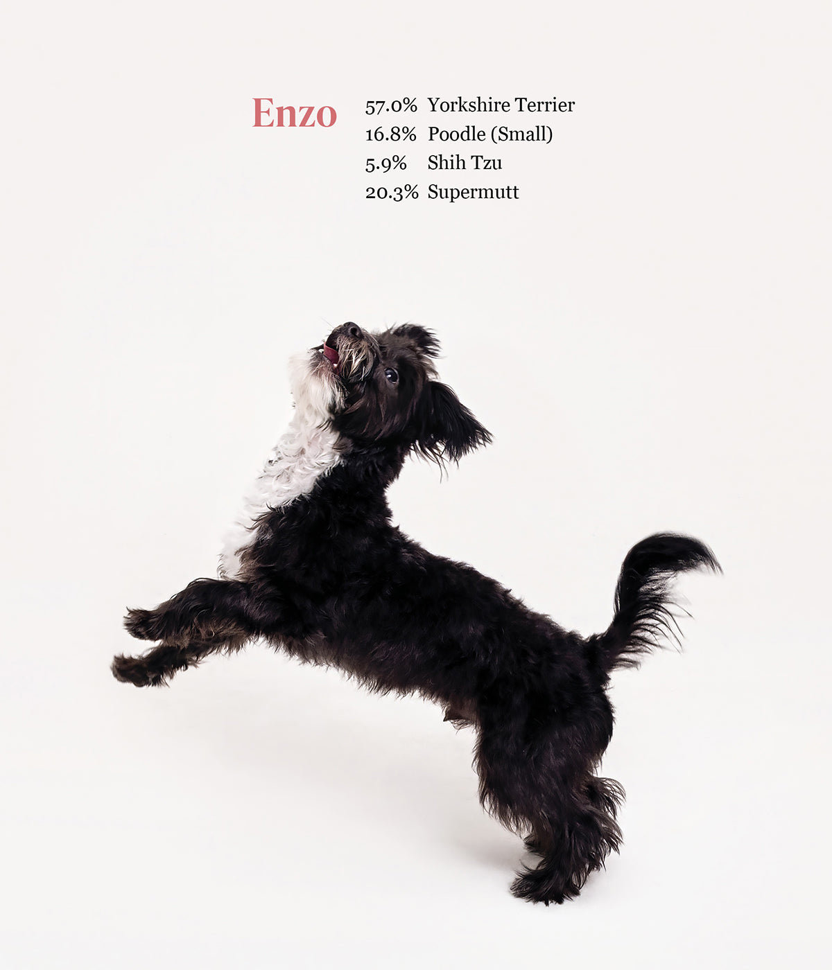 What Kind of Dog is That? - PREORDER