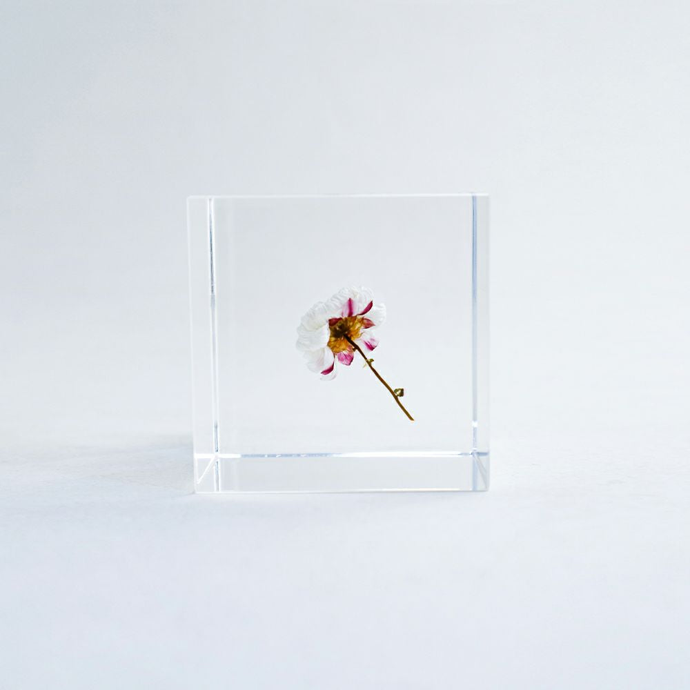 Chamomile Sunray Sola Cube