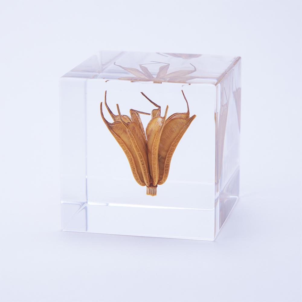 Yellow Fennel Flower Sola Cube