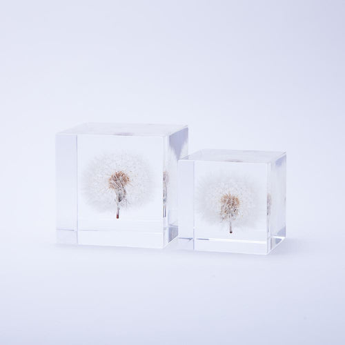 Load image 1 in gallery view. Dandelion Sola Cube