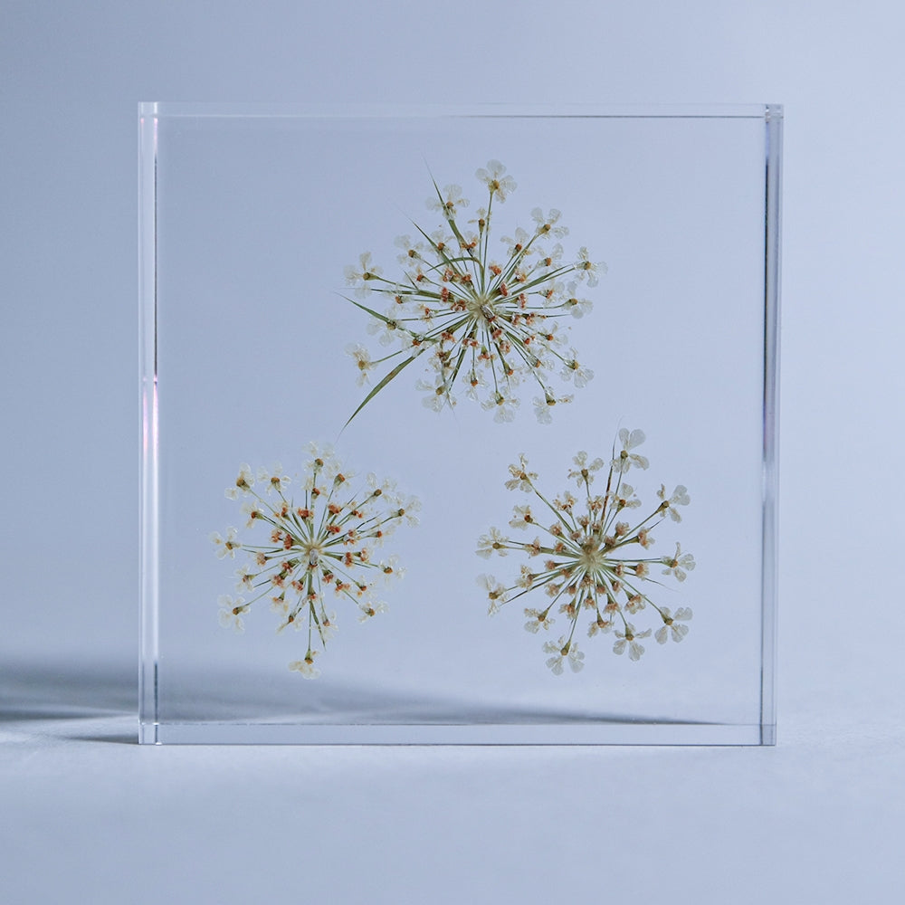 Bishop's Flower Sola Tile