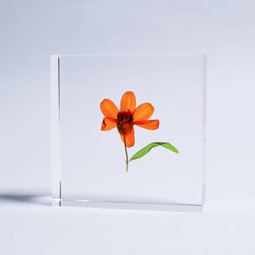 Load image 1 in gallery view