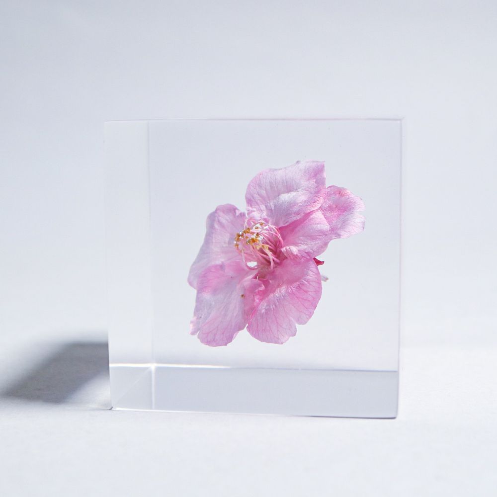 Sakura Sola Cube - Kawazuzakura