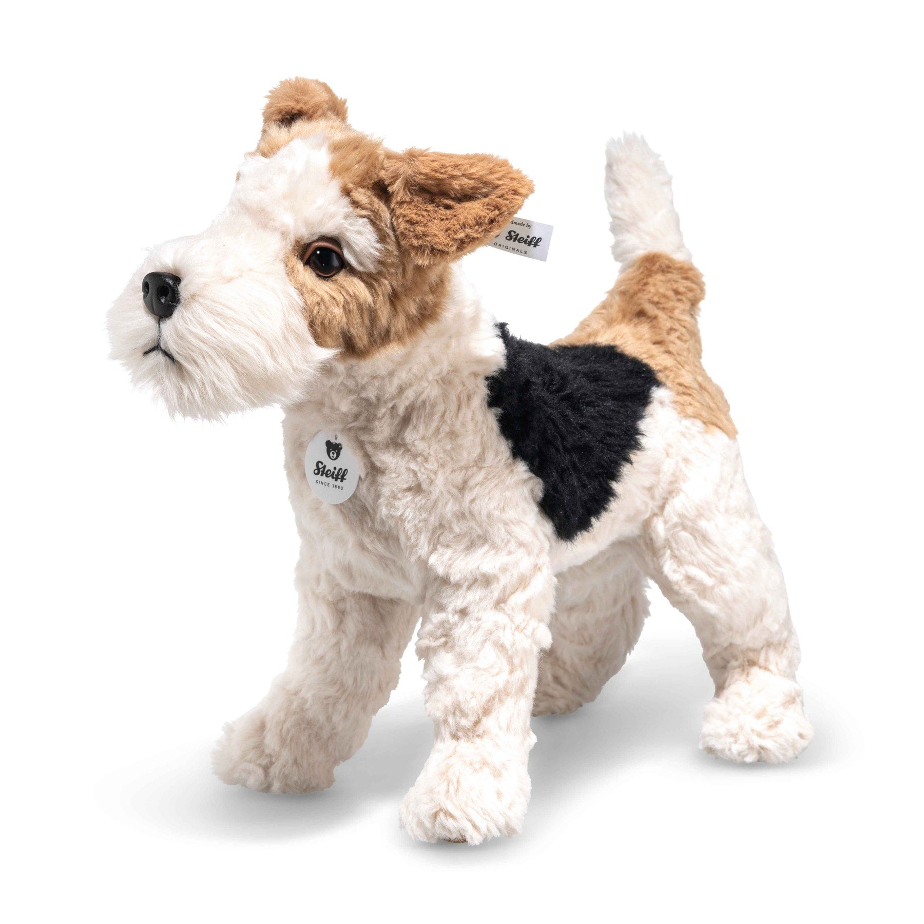 Foxy Fox Terrier Dog