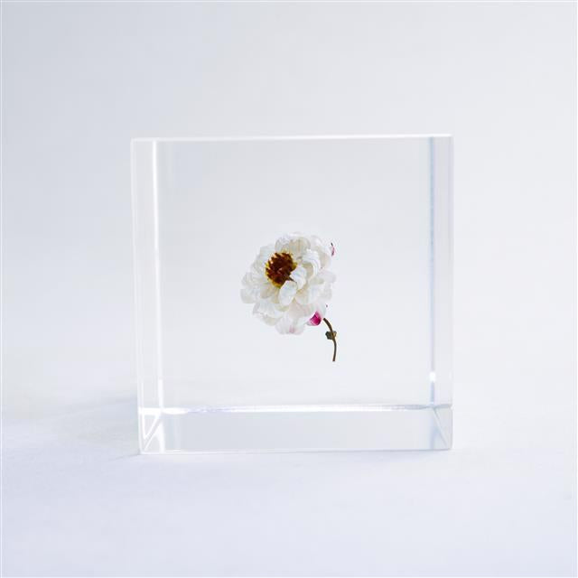 Chamomile Sunray Sola Cube Sola Cube
