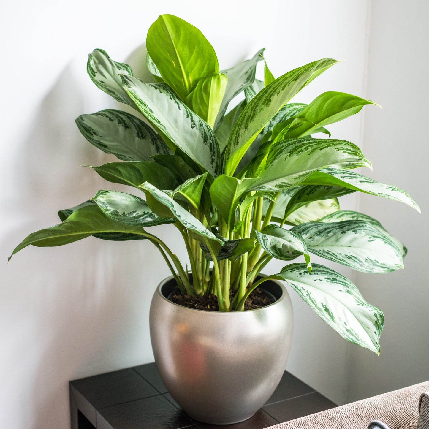 6" Silver Bay Aglaonema
