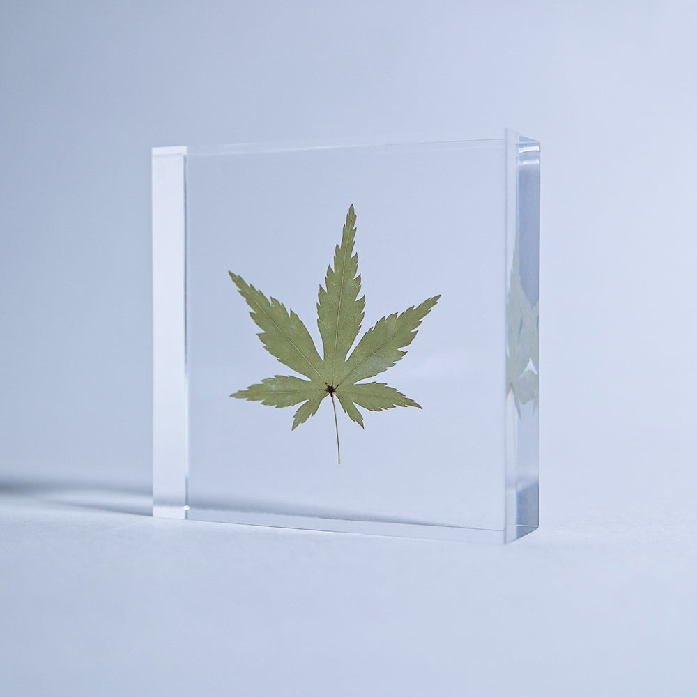 Japanese Maple Sola Tile