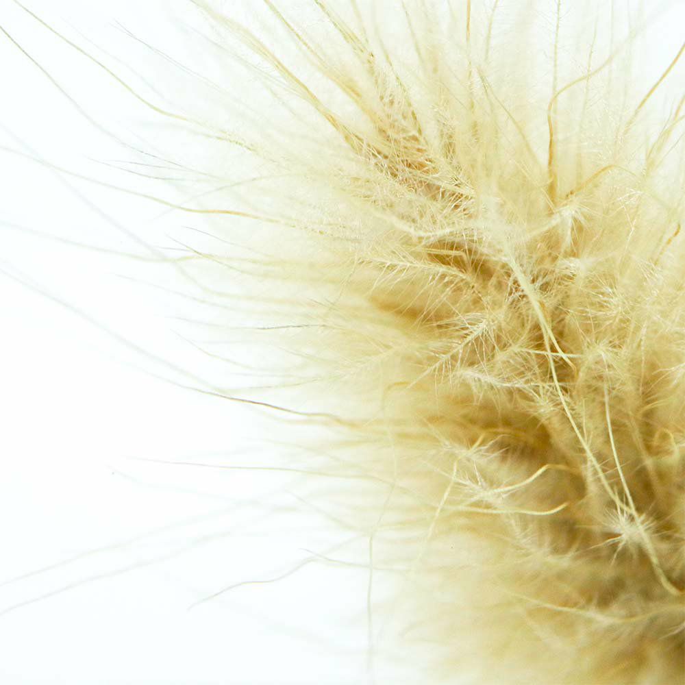 Bunnytail Grass Sola Cube