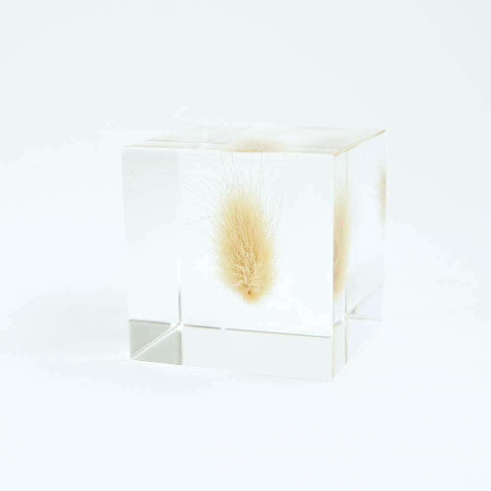 Bunnytail Grass Sola Cube