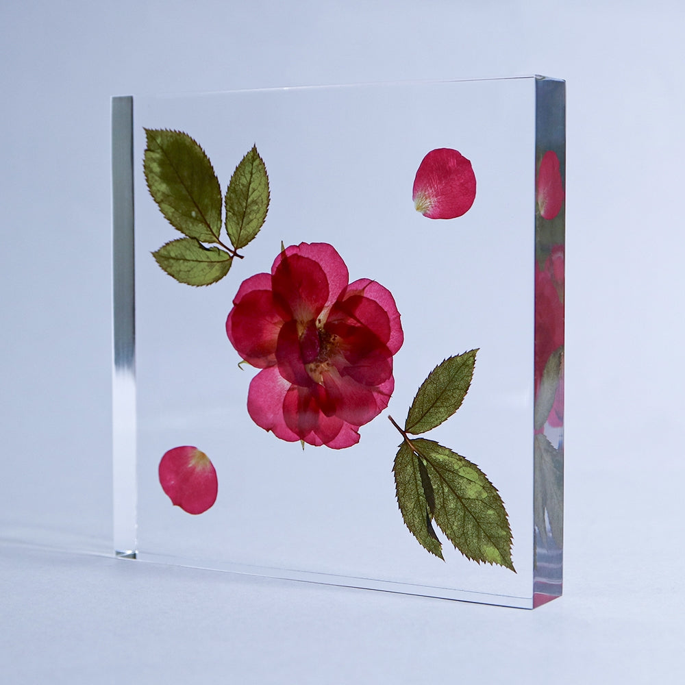 Rose Sola TIle - Large