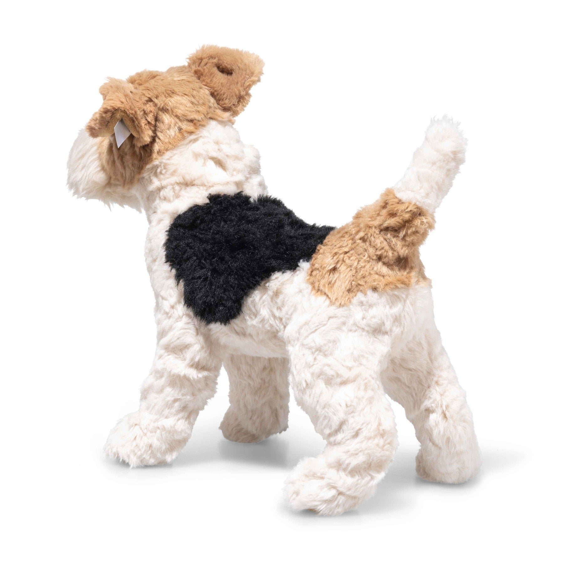 Foxy Fox Terrier Dog