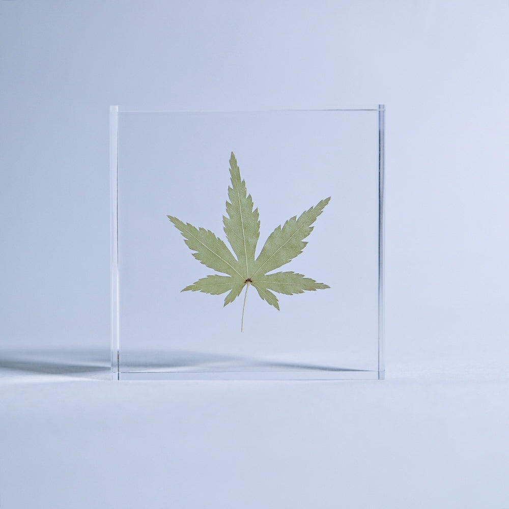 Japanese Maple Sola Tile