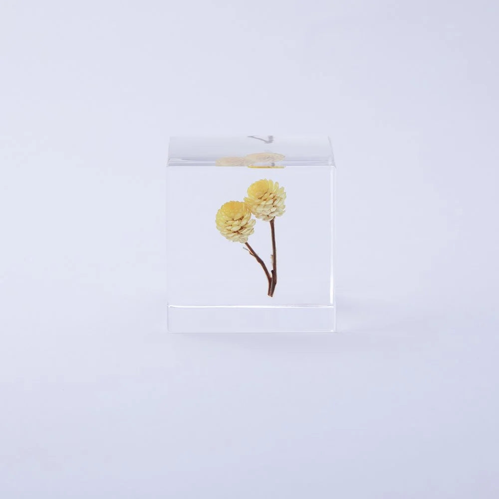 Immortelle Sola Cube