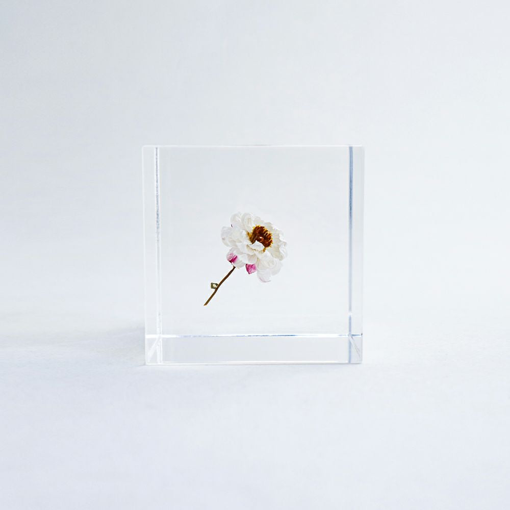Chamomile Sunray Sola Cube