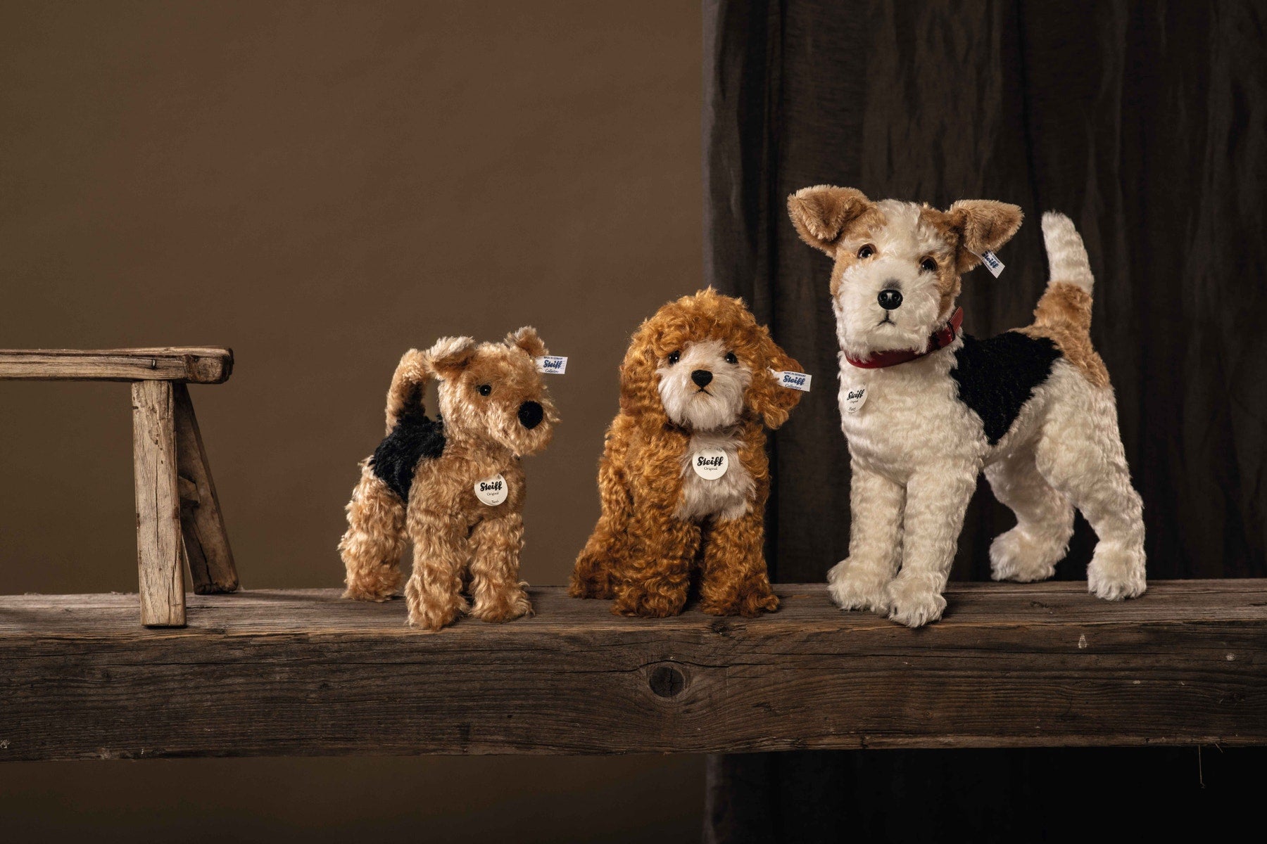 Terri Welsh Terrier