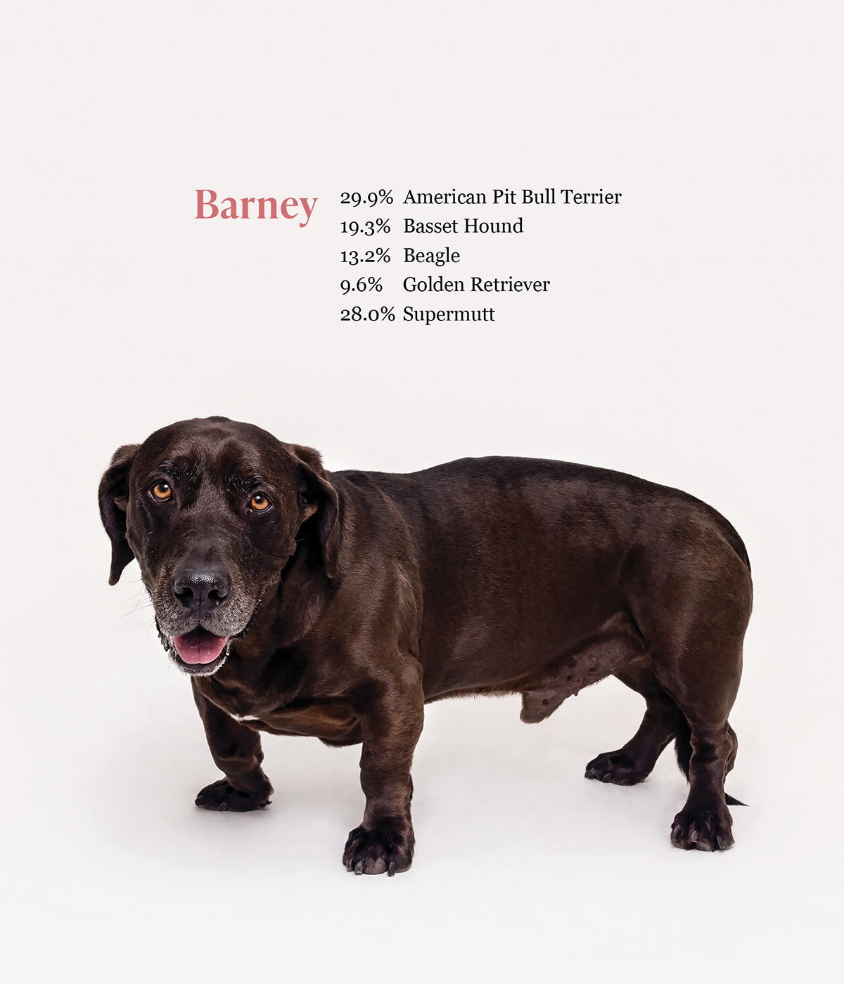 What Kind of Dog is That? - PREORDER