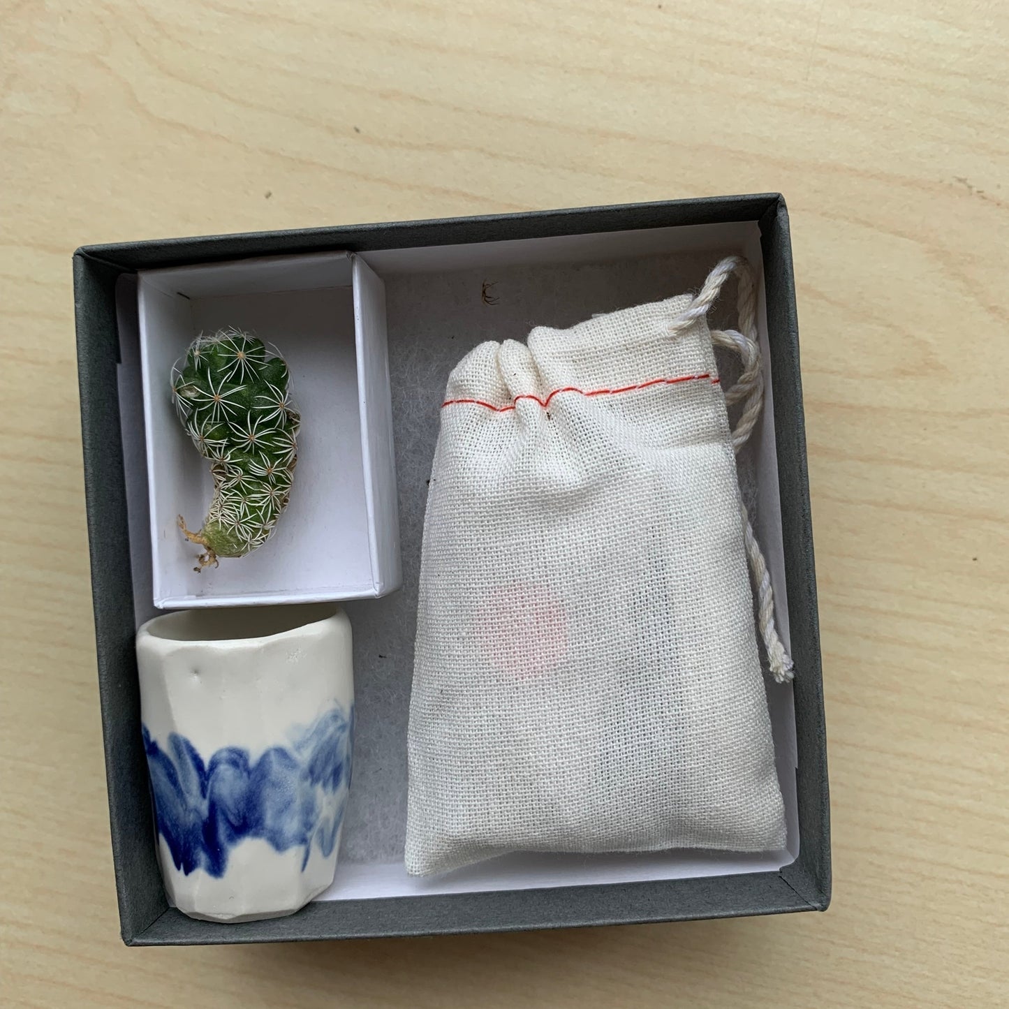 Mini Cactus Kit with Handmade Ceramic Vase