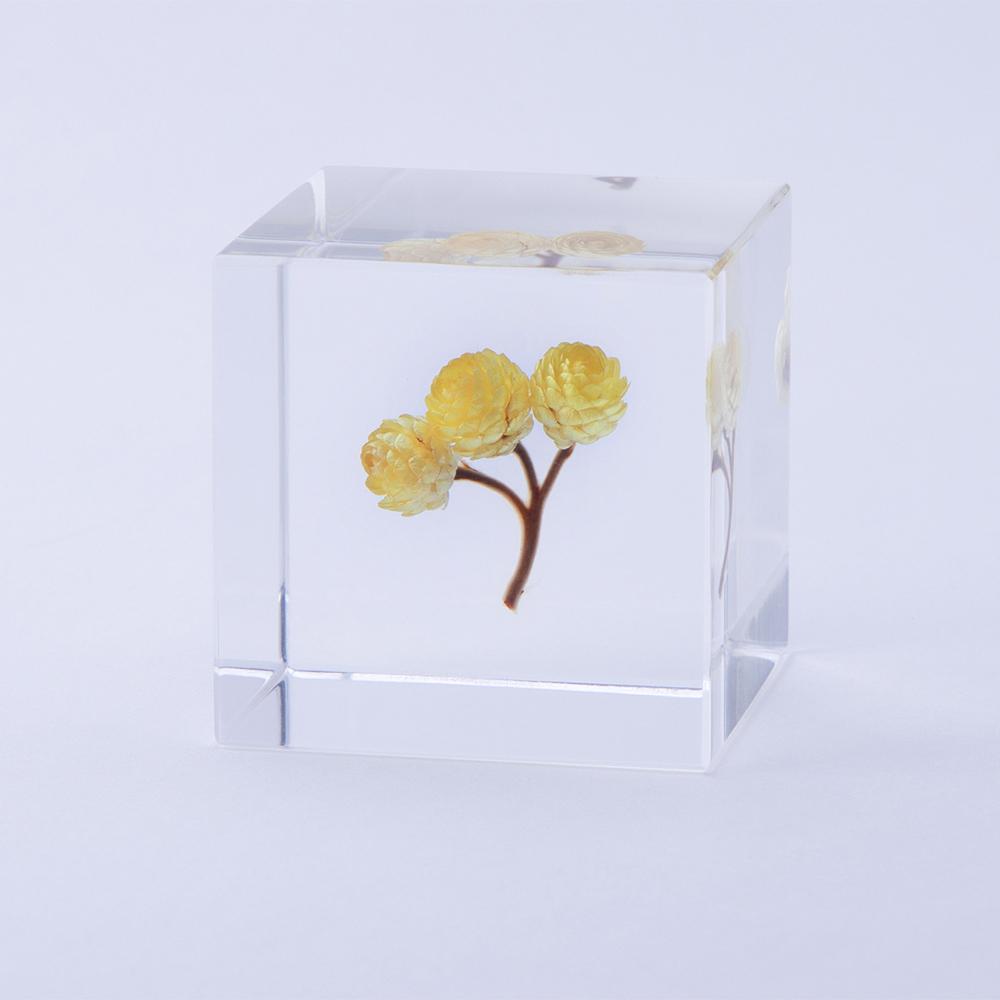 Immortelle Sola Cube