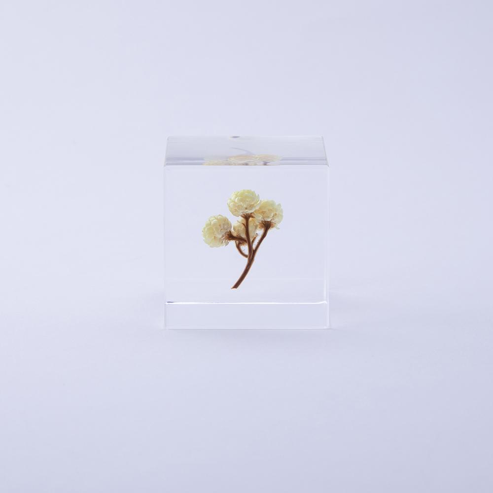 Immortelle Sola Cube