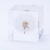 Dandelion Sola Cube