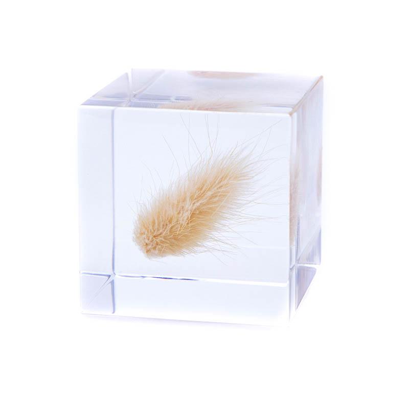 Bunnytail Grass Sola Cube Sola Cube